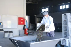 Grillfürst Feinkost - Olivenöl Niz Olive Memecik - Nativ Extra - Mehrfach International Preisgekrönt - 500ml -Grill Welt Geschäft Niz Olive Olivenoel Ernte September